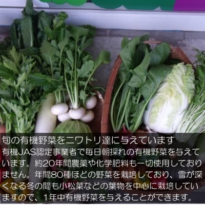 信州MIYAFARM「天空の卵」放し飼い自然卵　6ヶ月定期便*382