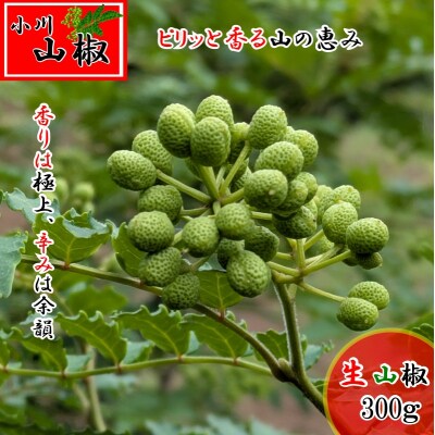 信州小川村　生山椒の実300g*266