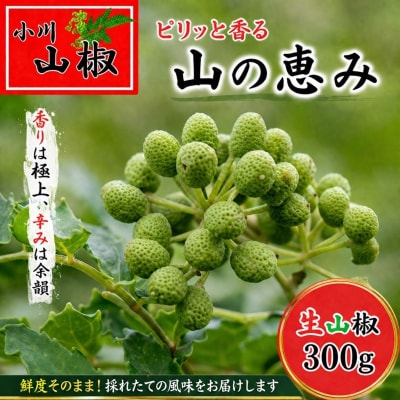 信州小川村　生山椒の実300g*266【先行販売27年6月頃発送予定】