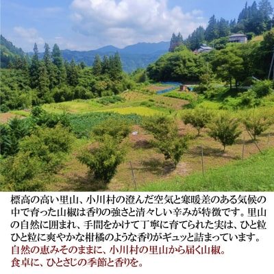 信州小川村　生山椒の実300g*266【先行販売27年6月頃発送予定】