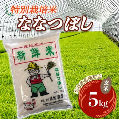 北海道産 特別栽培米 ななつぼし 玄米 5kg 今摺り米 北海道米 南幌町