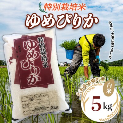北海道産 特別栽培米 ゆめぴりか 白米 5kg 南幌町 空知 北海道米 今摺り米