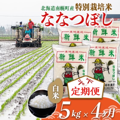 【定期便4カ月】北海道産 特別栽培米 ななつぼし 白米 5kg 12月発送開始 今摺り米 北海道米