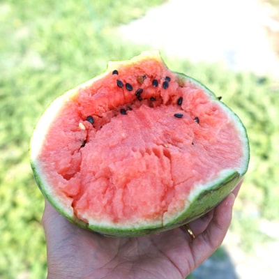 北海道産 小玉スイカ 約8kg 4〜6玉 なんぽろ小玉すいか 8月発送 シャリシャリ食感 南幌町産
