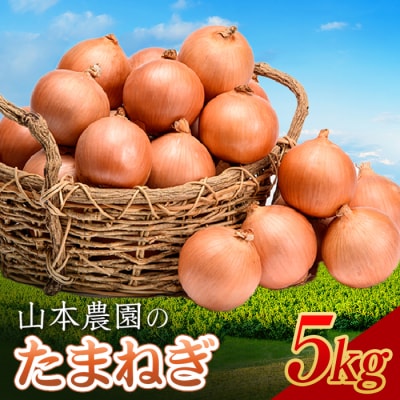 北海道産 南幌町 山本農園のたまねぎ L〜L大サイズ前後 5kg