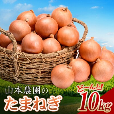 北海道産 南幌町 山本農園のたまねぎ L〜L大サイズ前後 10kg