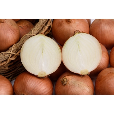 北海道産 南幌町産 山本農園のたまねぎ L〜L大サイズ前後 10kg 玉ねぎ タマネギ 玉葱