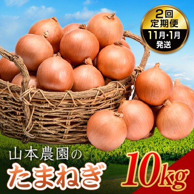 北海道産 南幌町 山本農園のたまねぎ L大サイズ中心 10kg 2回定期便(11月・1月発送)