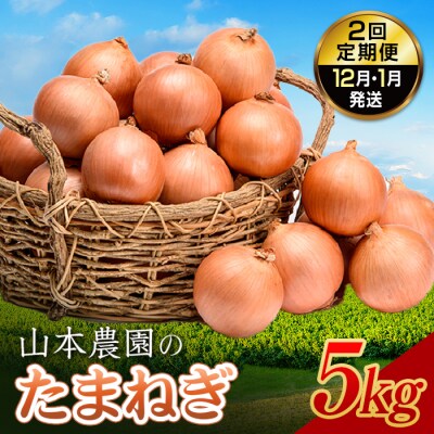 北海道産 山本農園のたまねぎ L〜L大サイズ前後 5kg 2回定期便 (12月・1月発送) 南幌町