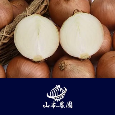 北海道産 南幌町産 山本農園のたまねぎ L大サイズ前後 5kg 2回定期便 (12月・1月発送)