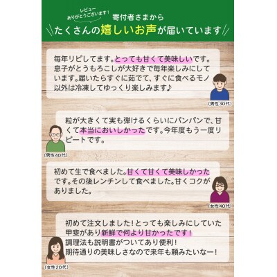 令和8年発送 北海道産 とうもろこし あまいんです 20本 /朝採れ 一番果