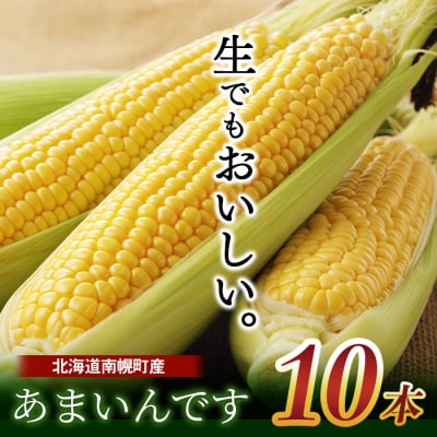 令和8年発送 北海道産 とうもろこし あまいんです 10本 /朝採れ 一番果