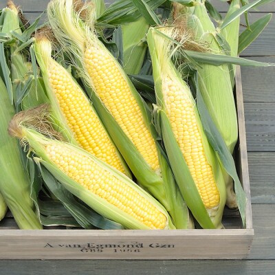 令和8年発送 北海道産 とうもろこし あまいんです 10本 /朝採れ 一番果