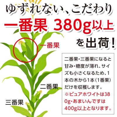 令和7年発送 北海道産 とうもろこし ピュアホワイト3本&あまいんです3本 計6本