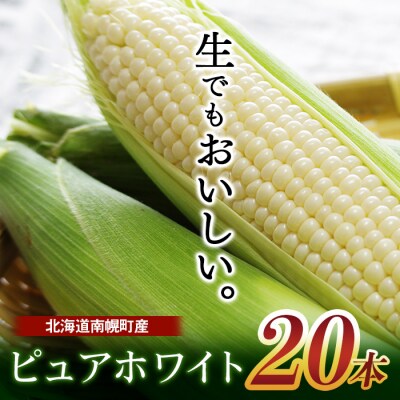 令和8年配送 北海道産 とうもろこし ピュアホワイト 20本 朝採れ 一番果