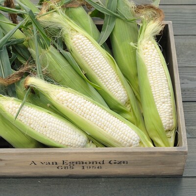 令和8年配送 北海道産 とうもろこし ピュアホワイト 10本 朝採れ 一番果 
