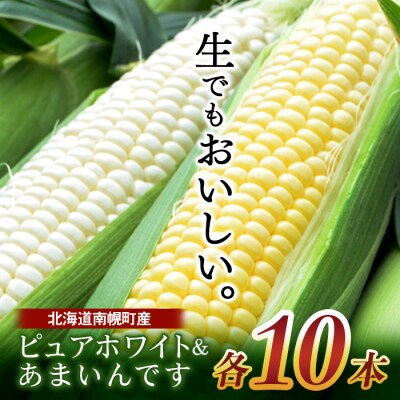 令和7年発送 北海道産 とうもろこし ピュアホワイト10本&あまいんです10本 計20本