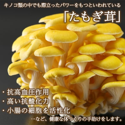エルゴチオネイン含有 たもぎ茸濃縮エキス バイオゴッド 80cc×10袋入り タモギダケ