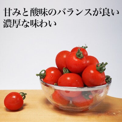 北海道産ミニトマト ほれまる 3kg (200g×15パック) 完熟 南幌町産 小分け 