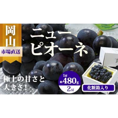 【令和7年発送・先行受付】岡山県産　ニューピオーネ(1房480g以上)2房(約1kg)　BS-18