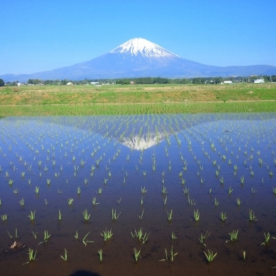 御殿場市産 お米食べ比べセット(こしひかり5kg・つきあかり2kg)