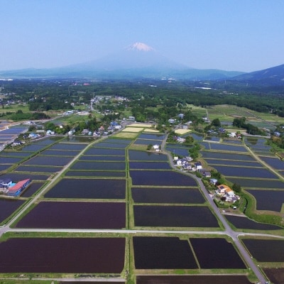 御殿場市産 お米食べ比べセット(こしひかり5kg・つきあかり2kg)