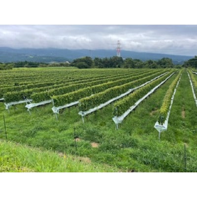 御殿場山麓36ワイン シャルドネ2024 750ml『978』