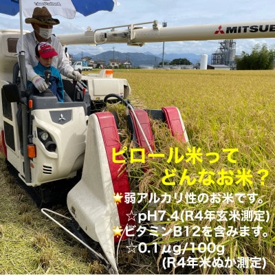ピロール米御殿場こしひかり　2kg(精米)