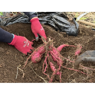 紅はるか熟成さつまいも10kg