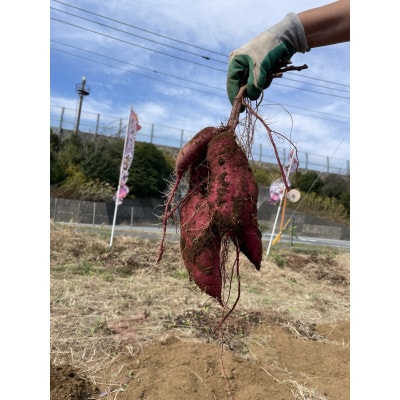 紅はるか熟成さつまいも10kg