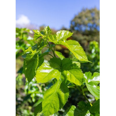 桑の葉パウダープレミアム　桑茶　美味しい飲みやすい!50g×3パック入り