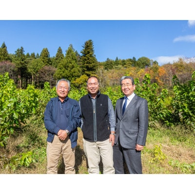 桑の葉パウダープレミアム　桑茶　美味しい飲みやすい!50g×3パック入り
