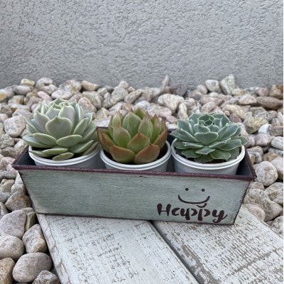 癒しの多肉植物3苗&パウンドリメ缶1点　計4点セット