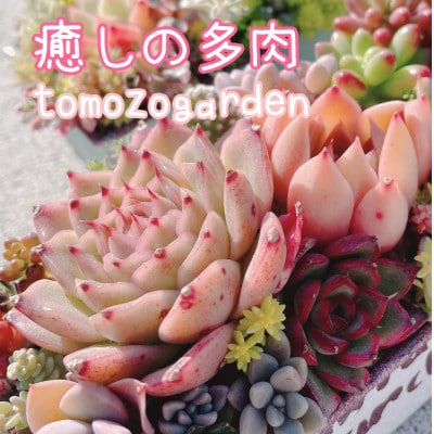 癒しの多肉植物3苗&パウンドリメ缶1点　計4点セット