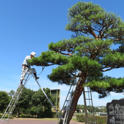 庭木の手入れ【矢吹町及び周辺地域】