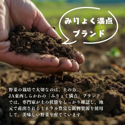 ミネラル豊富な畑から採れた大玉だけどちょっと小ぶりなトマト!【4～6個入り×10パック】