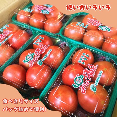 ミネラル豊富な畑から採れた大玉だけどちょっと小ぶりなトマト!【4～6個入り×10パック】