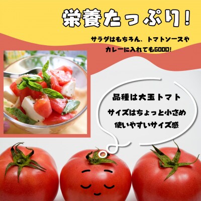 ミネラル豊富な畑から採れた大玉だけどちょっと小ぶりなトマト!【4～6個入り×10パック】