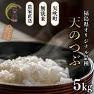 【令和7年産米先行受付】無洗米 農家直送 ベルライスファームの天のつぶ 5kg