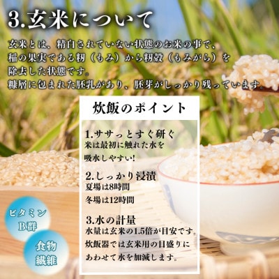 【令和7年産米先行受付】玄米 農家直送 ベルライスファームの天のつぶ 5kg
