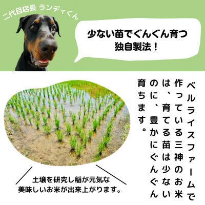 【毎月定期便】農家直送 ベルライスファームのコシヒカリ無洗米5kg 1.9ミリ 食味ランクS全6回