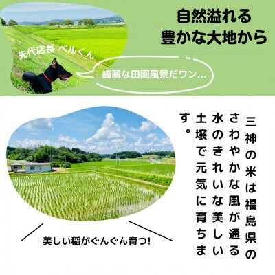 【毎月定期便】農家直送 ベルライスファームのコシヒカリ無洗米5kg 1.9ミリ 食味ランクS全6回