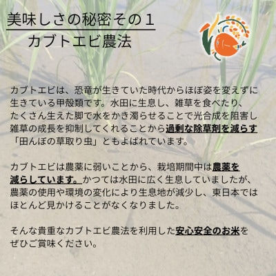 令和6年産米【栽培期間中農薬を減らした・真空包装】カブトエビと育むやぶきのお米 コシヒカリ 5kg