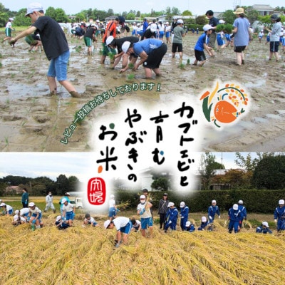 令和6年産米【栽培期間中農薬を減らした・真空包装】カブトエビと育むやぶきのお米 コシヒカリ 5kg