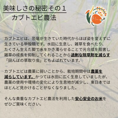 令和7年産米【真空包装】カブトエビと育む、栽培期間中農薬を減らしたやぶきのお米 コシヒカリ 1kg