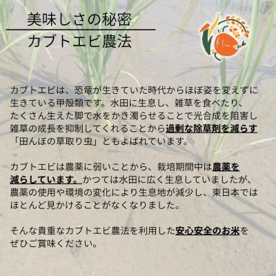 【さとふる限定】令和7年産米 カブトエビと育む、栽培期間中農薬を減らしたやぶきのコシヒカリ 5kg