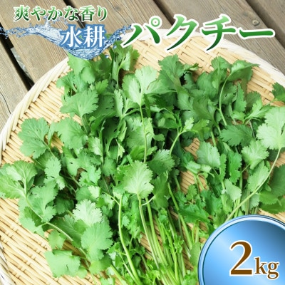さわやかな香りの水耕パクチー 2kg