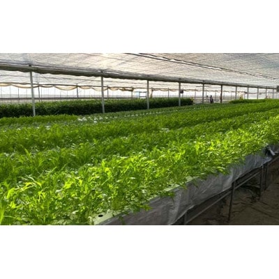 サラダや鍋に!水耕栽培の水菜 1kg