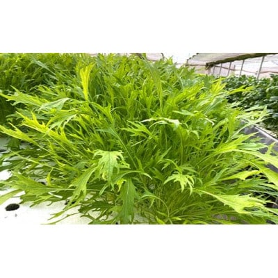サラダや鍋に!水耕栽培の水菜 2kg