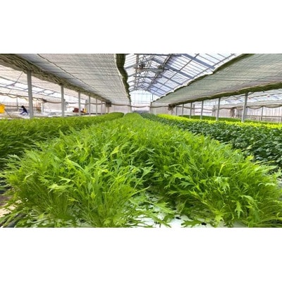 サラダや鍋に!水耕栽培の水菜 3kg